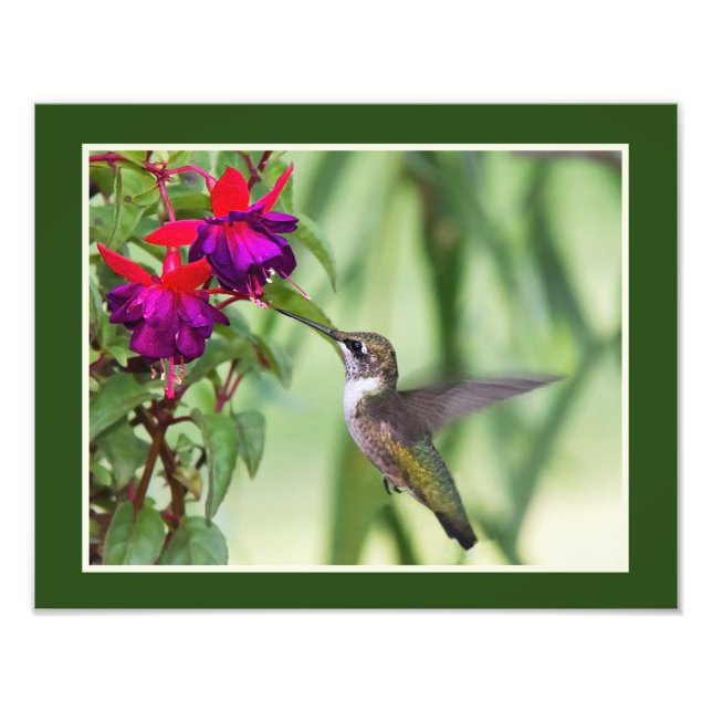 Hummingbird und Fuchsia Fotodruck (Vorne)