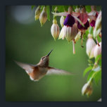 Hummingbird und Fushia Blume Pflanze drucken Poster<br><div class="desc">Hummingbird und Fushia Blume Pflanze drucken</div>