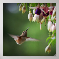 Hummingbird und Fushia Blume Pflanze drucken