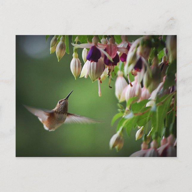 Hummingbird und Fushia Blume Pflanze Postkarte (Vorderseite)