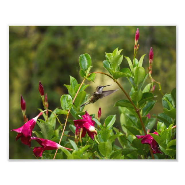 Hummingbird und Mandevilla Fotodruck (Vorne)
