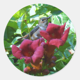 Hummingbird und Red Trumpet Blume Runder Aufkleber