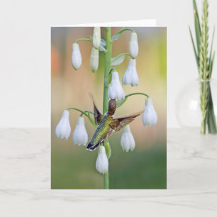 Hummingbird und Summer Hyacinth Karte