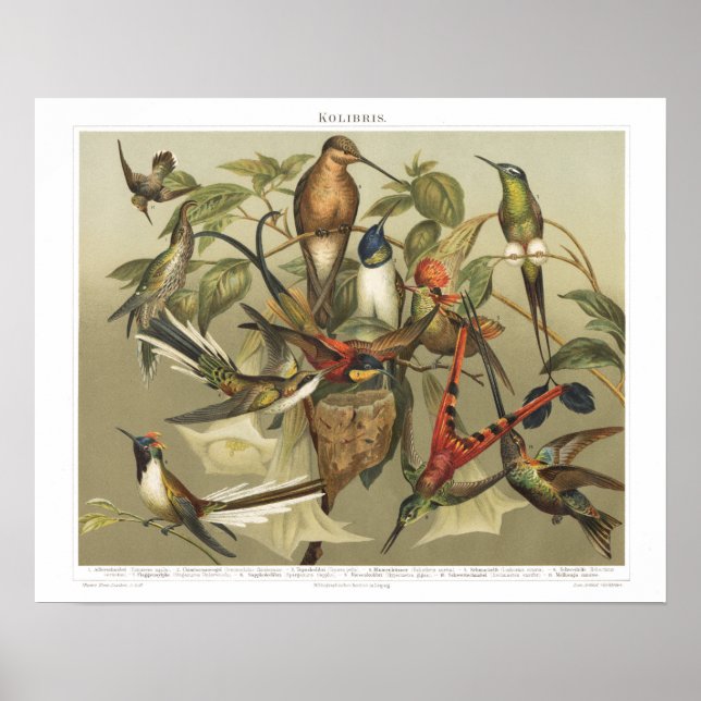 Hummingbird Vintag Bird 1800s Print Poster (Vorne)