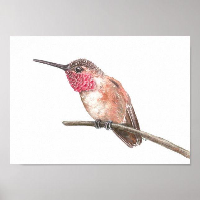 Hummingbird watercolor poster (Vorne)