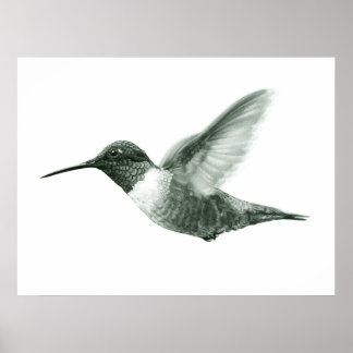Hummingbird Zeichnend Poster