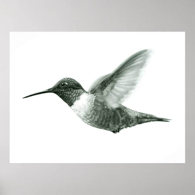 Hummingbird Zeichnend Poster (Vorne)