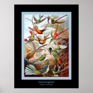 Hummingbirds ~ Ernst Haeckel Poster