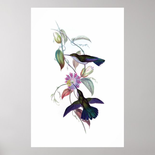 Hummingbirds Poster (Vorne)