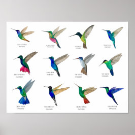 Hummingbirds  poster