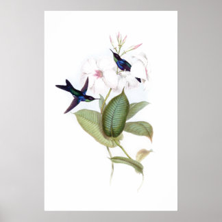 Hummingbirds Poster