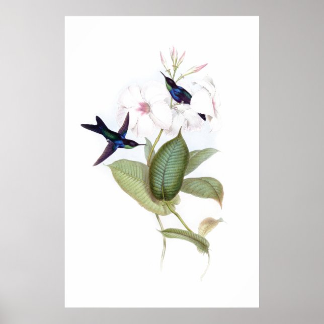 Hummingbirds Poster (Vorne)