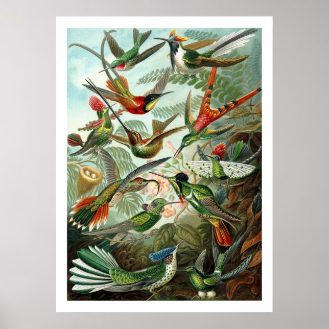 Hummingbirds Poster (Vorne)
