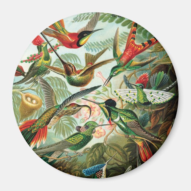 Hummingbirds von Ernst Haeckel Magnet (Vorne)