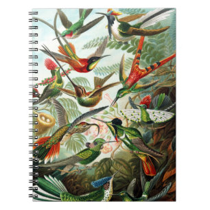 Hummingbirds von Ernst Haeckel Notizblock