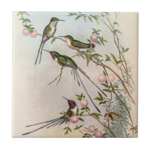 Hummingbirds von John Gould Fliese
