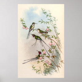 Hummingbirds von John Gould Poster