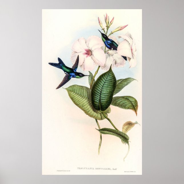 Hummingbirds von John Gould Poster (Vorne)