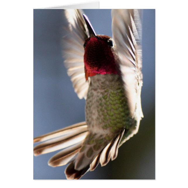 Hummingvogel (Vorne)