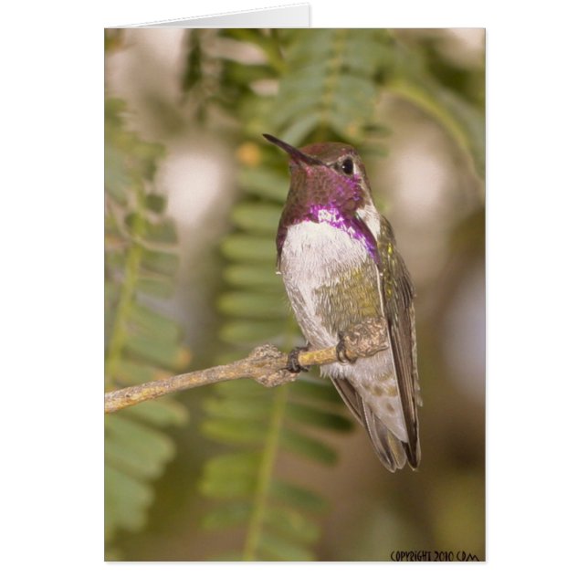 Hummingvögel068 (Vorne)