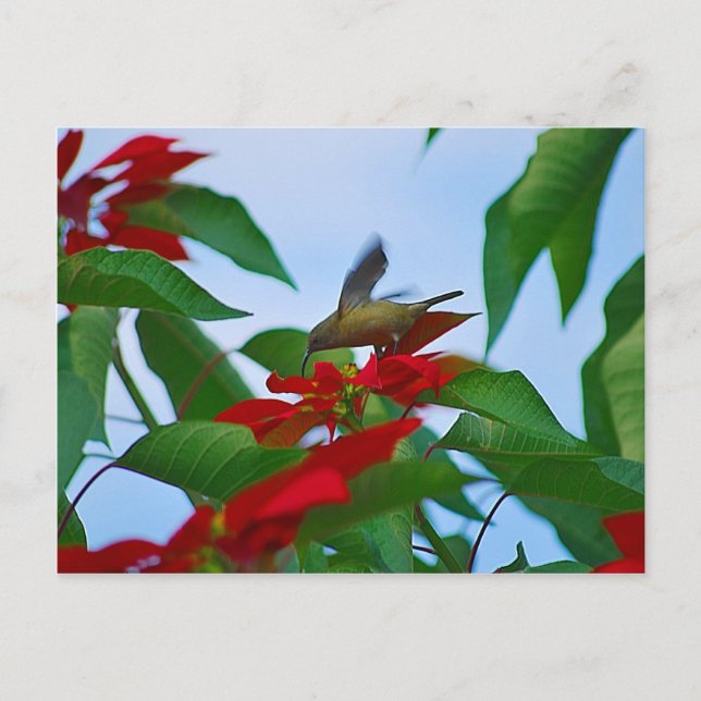 Hummingvogel auf Flug Postkarte (Vorderseite)