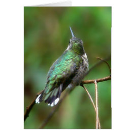 Hummingvogel aus dem Sommer