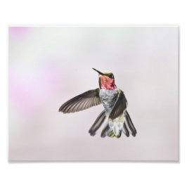 Hummingvogel Fotodruck