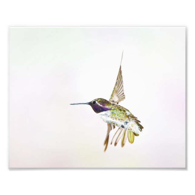 Hummingvogel Fotodruck (Vorne)