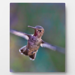 Hummingvogel Fotoplatte