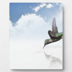 Hummingvogel Fotoplatte