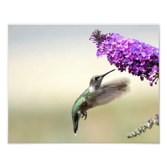 Hummingvogel füttre an einem Schmetterlingsstrauch Fotodruck (Vorne)