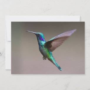 Hummingvogel im Flug