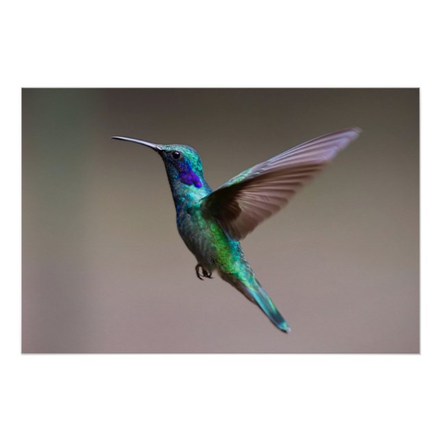 Hummingvogel im Flug Poster (Vorderseite)