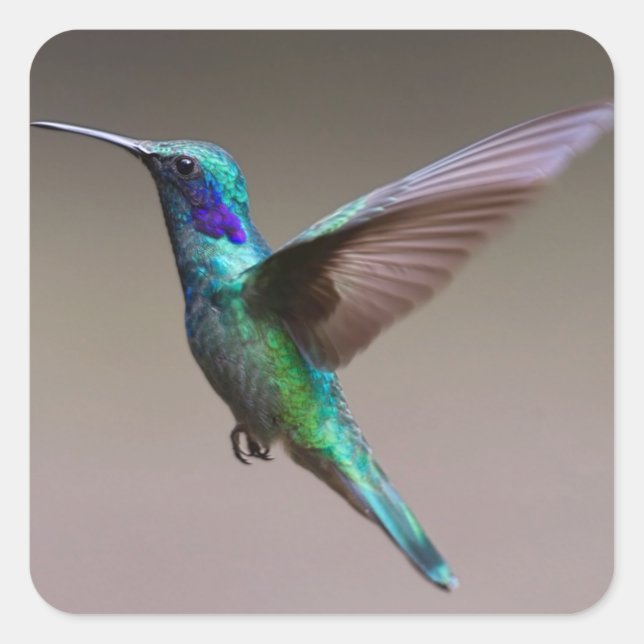 Hummingvogel im Flug Quadratischer Aufkleber (Vorderseite)