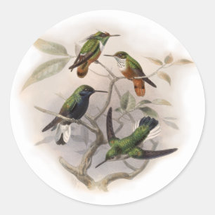 Hummingvögel im Flug Runder Aufkleber