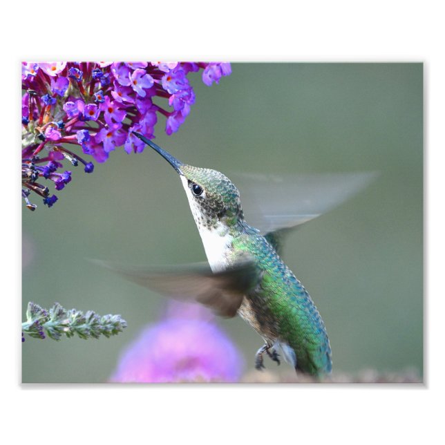 Hummingvogel im Schmetterlingsstrauch Fotodruck (Vorne)