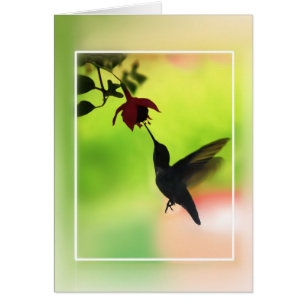 Hummingvogel in Silhouette