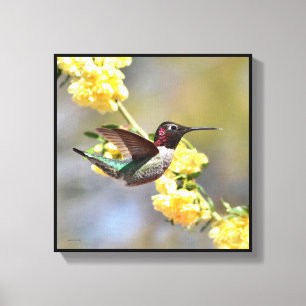 Hummingvogel Leinwanddruck