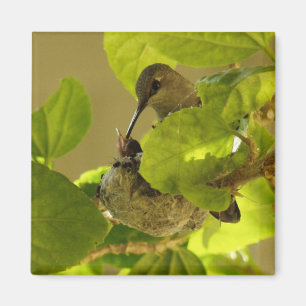 Hummingvogel Magnet