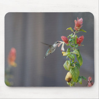 Hummingvogel Mousepad