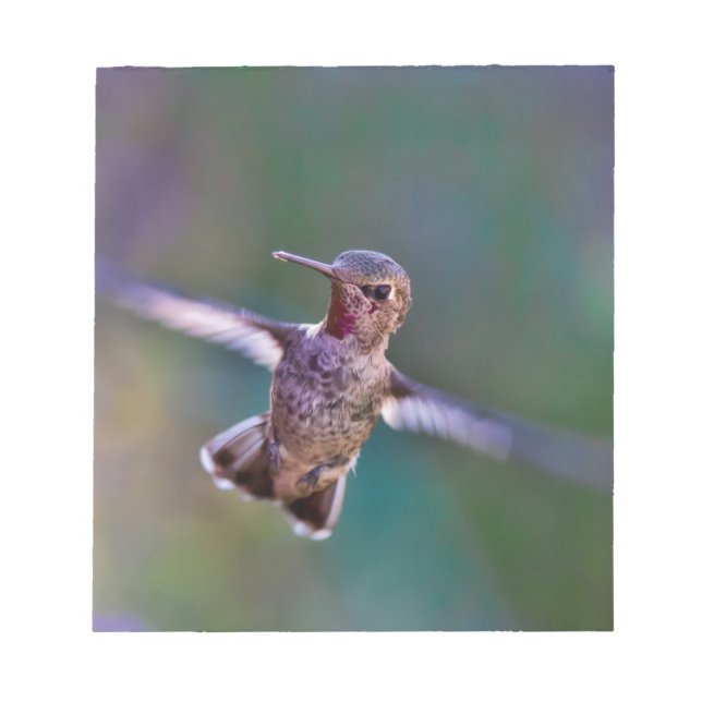 Hummingvogel Notizblock (Vorderseite)