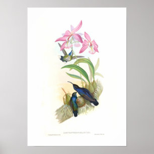 Hummingvogel Poster