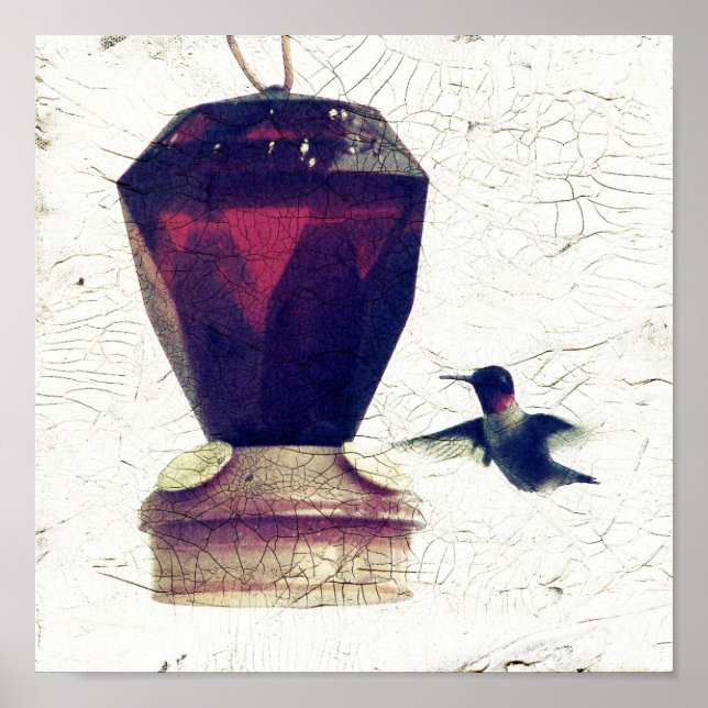 Hummingvogel Poster (Vorne)