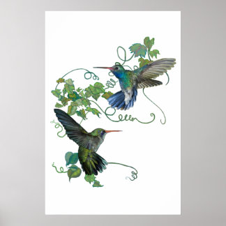 Hummingvogel Poster