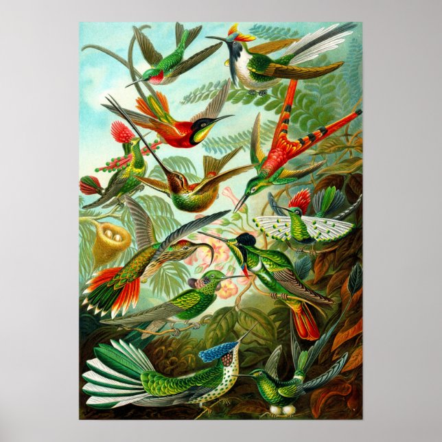 Hummingvögel Poster (Vorne)