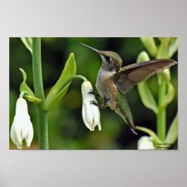 Hummingvogel Poster