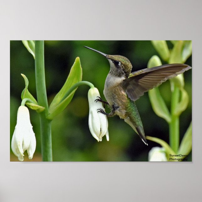Hummingvogel Poster (Vorne)