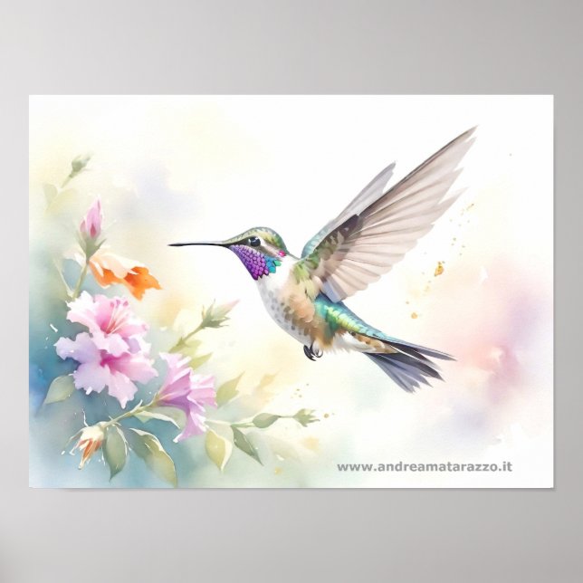 Hummingvogel Poster (Vorne)