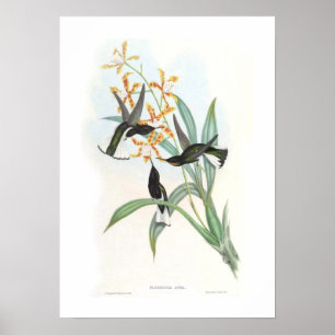Hummingvogel Poster