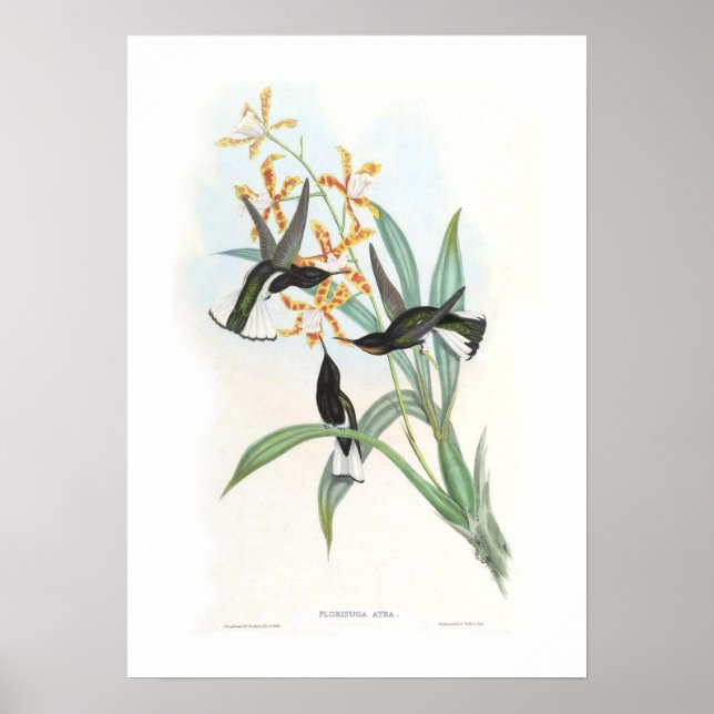 Hummingvogel Poster (Vorne)